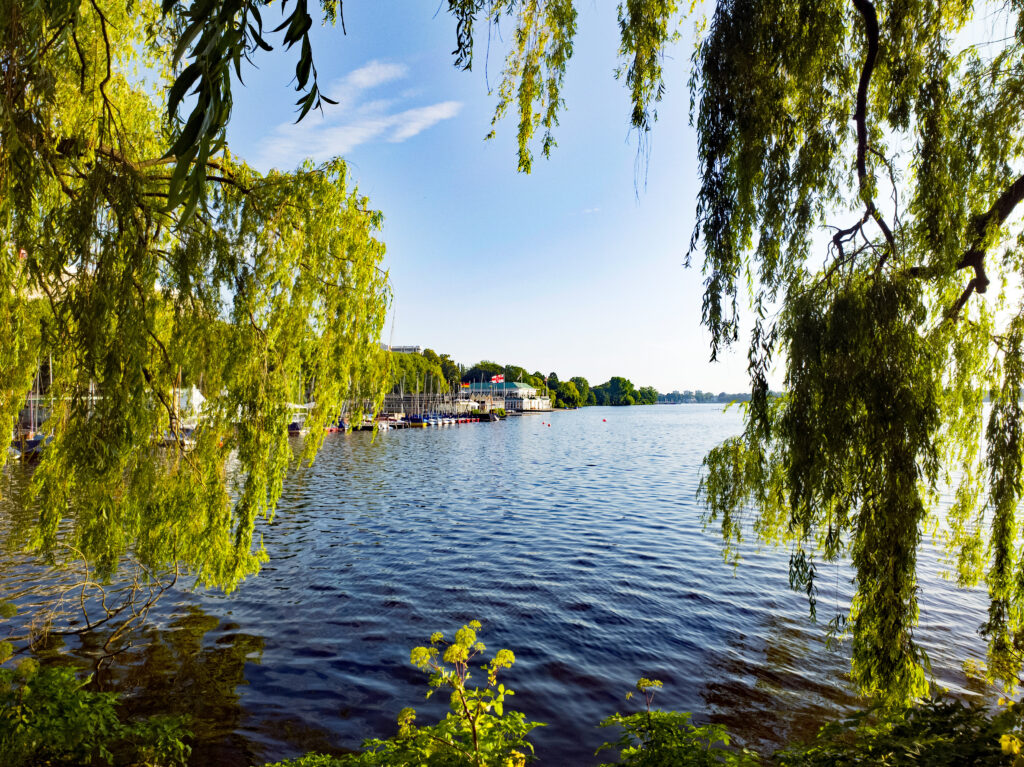 Blick über die Außenalster zwischen Trauerweiden